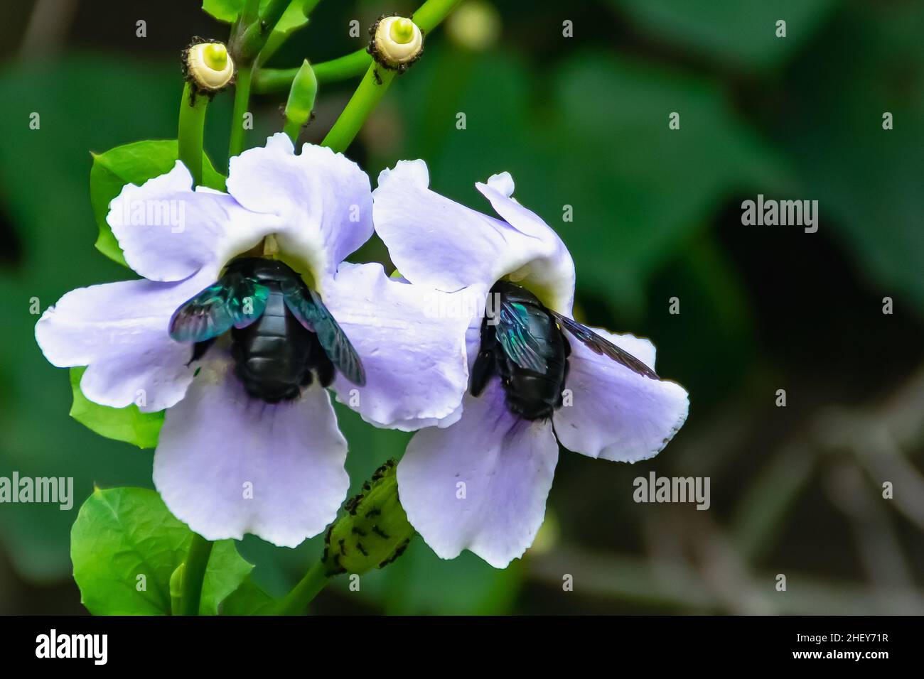 two of carpenter bees suck the honey from the nectar of blooming purple flower with blurry and soft focus nature background Stock Photo