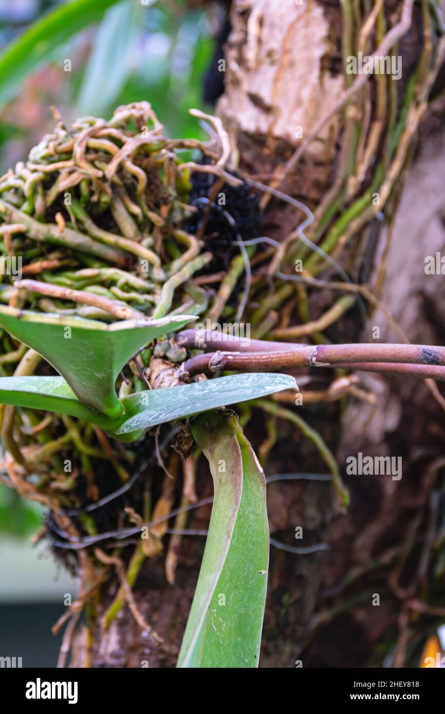 Exotic tropical creeper plant with the roots stick on other plant wood Stock Photo