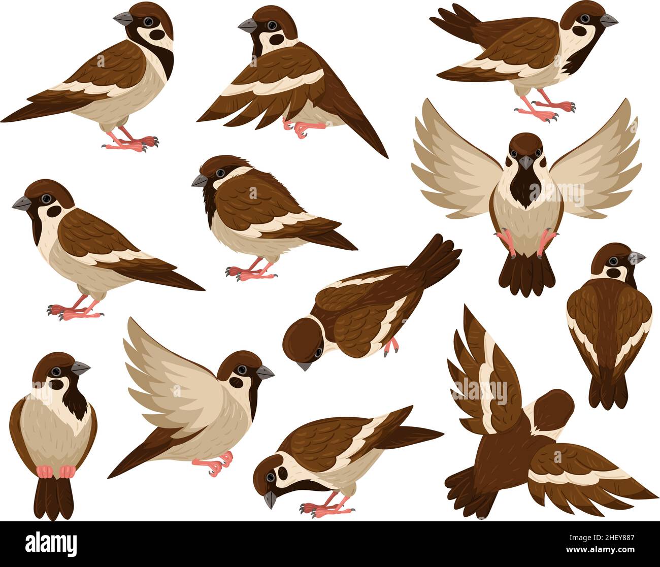 Cartoon sparrow bird, cute little flying bird character. Tiny city sparrow  birds isolated vector illustration set. Sparrow bird Stock Vector Image &  Art - Alamy