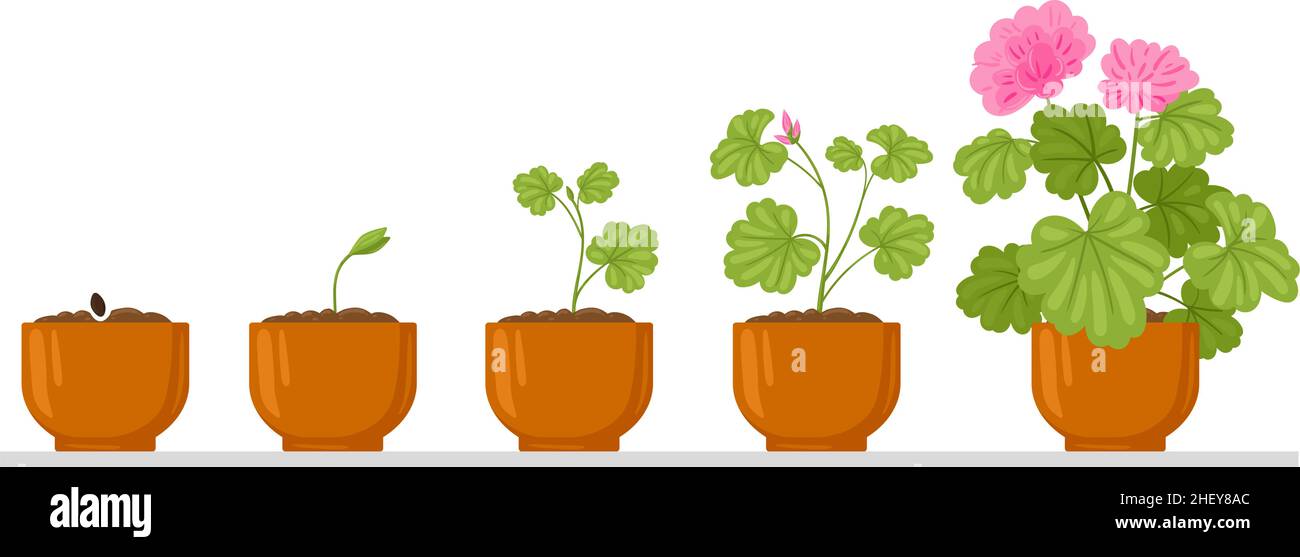 Cartoon plant growth process, flower seed, sprout growing into flower. House potted plant growth phases isolated vector illustration. Flower growth Stock Vector