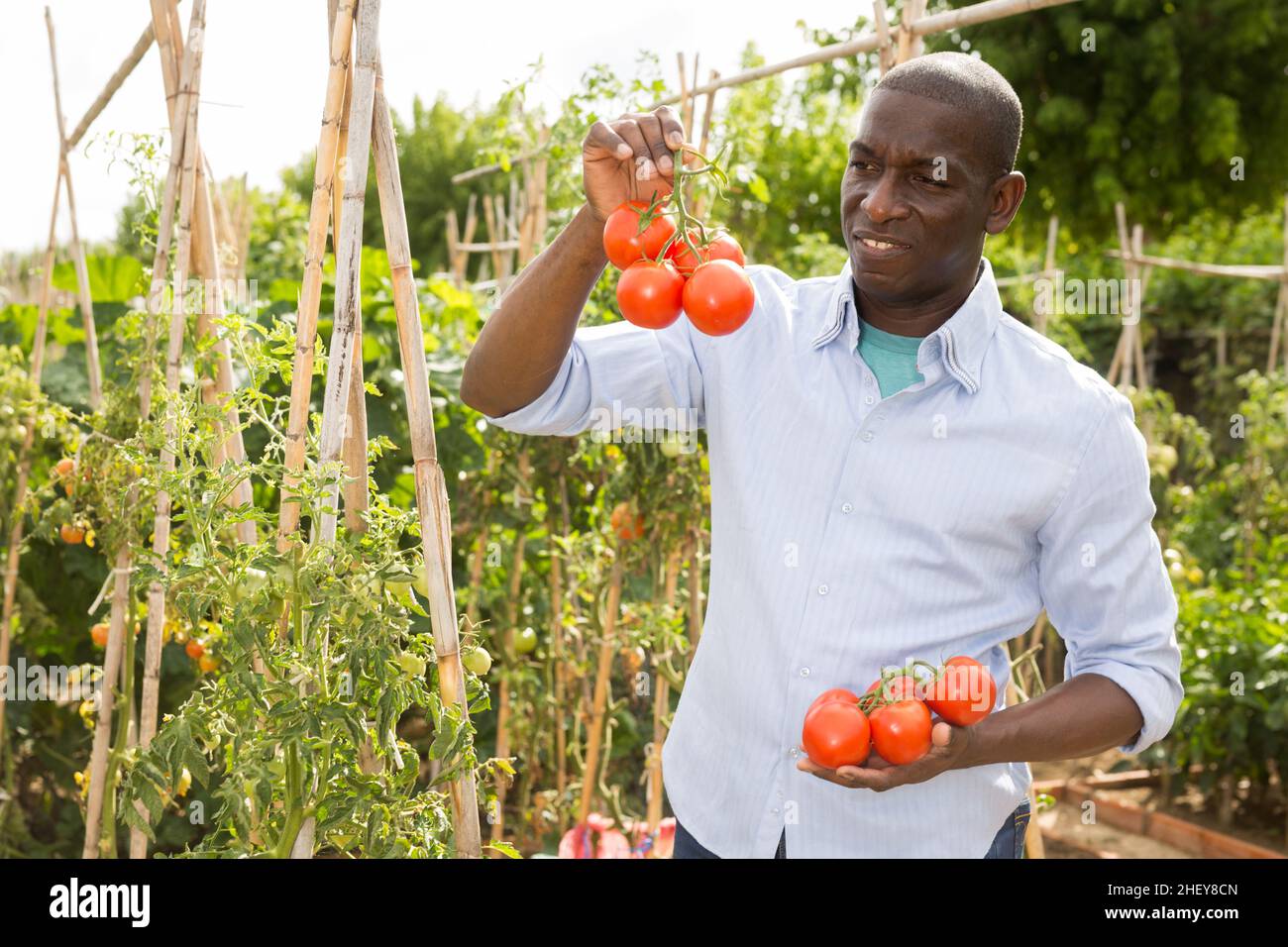Happy male farmer box tomatoes hi-res stock photography and images - Alamy