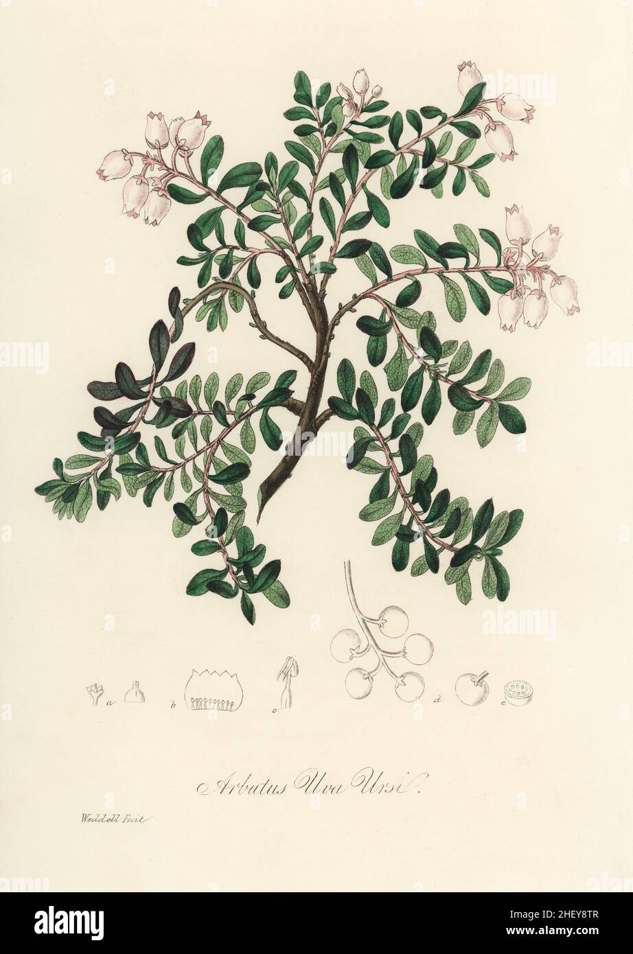 Bearberry (Arbutus uva ursi) illustration from Medical Botany (1836) by John Stephenson and James Morss Churchill Stock Photo