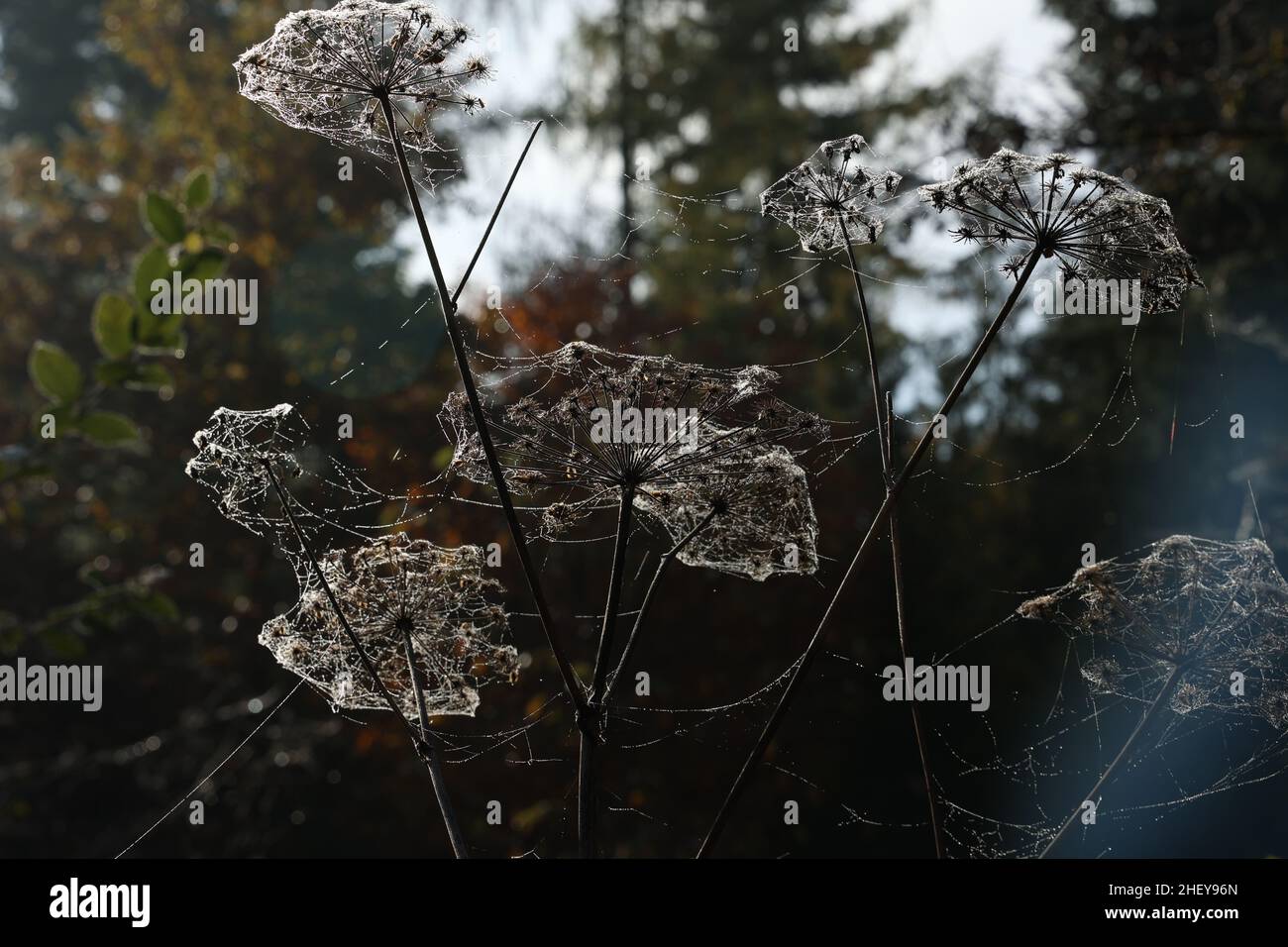 Dill umbrellas in cobwebs and morning dew. Stock Photo