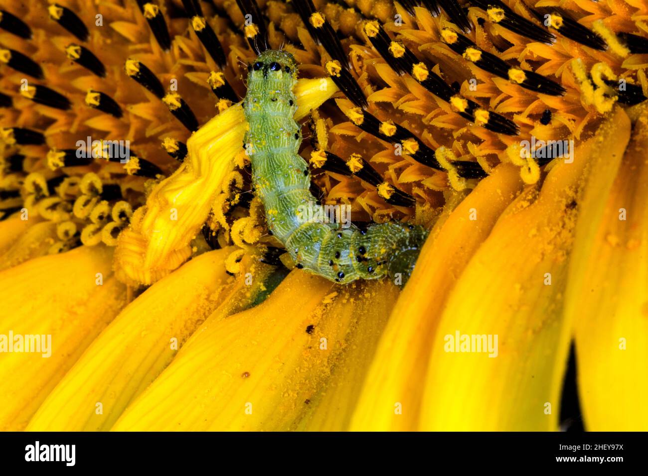 Caterpillar on sunflower hi-res stock photography and images - Alamy