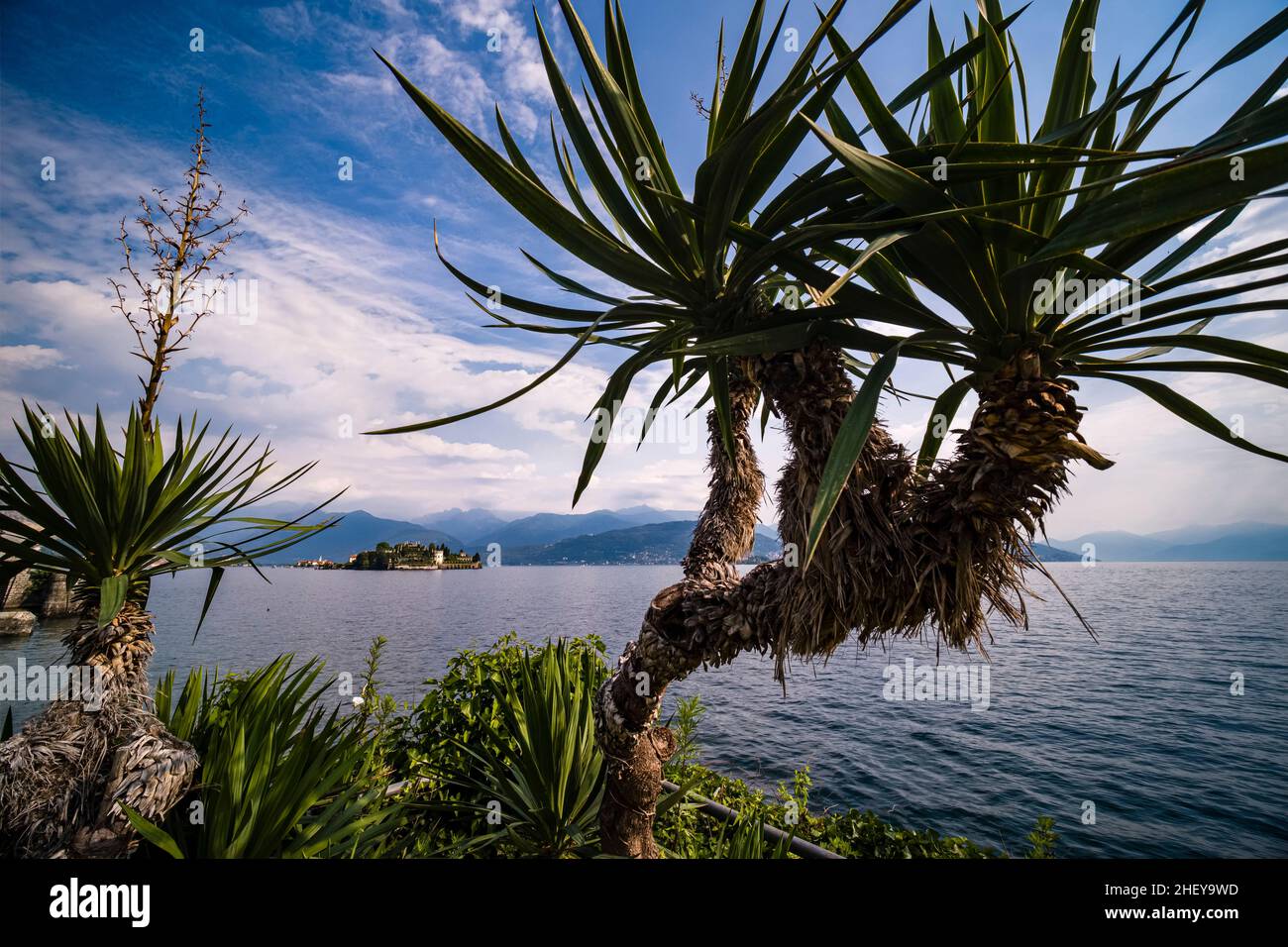 View to the island Isola Bella over Lake Maggiore, palm trees in the foreground, surrounding mountains in the distance. Stock Photo