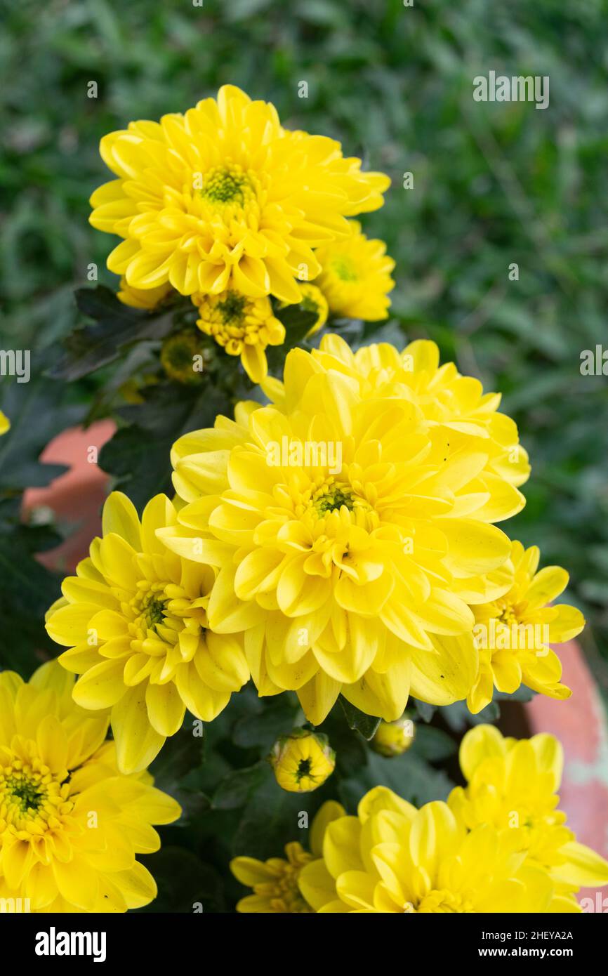 Beautiful Yellow Chrysanthemum flower in the garden Stock Photo