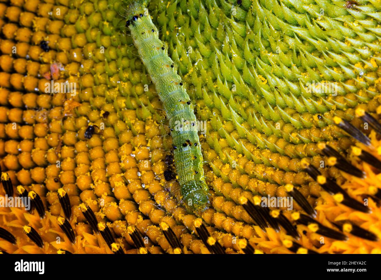 Green caterpillar sunflower hires stock photography and images Alamy