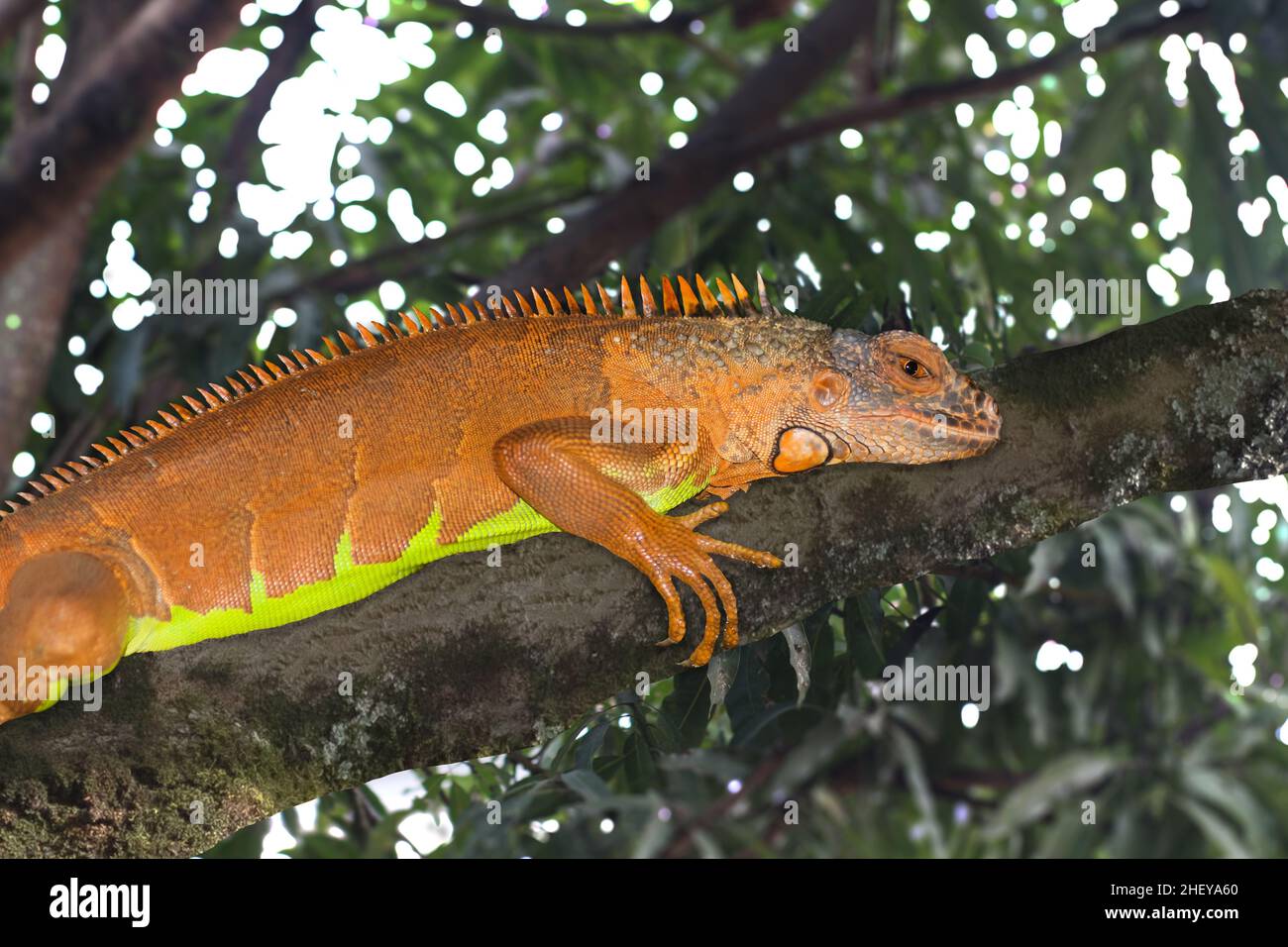 Iguana on the tree branch Stock Photo