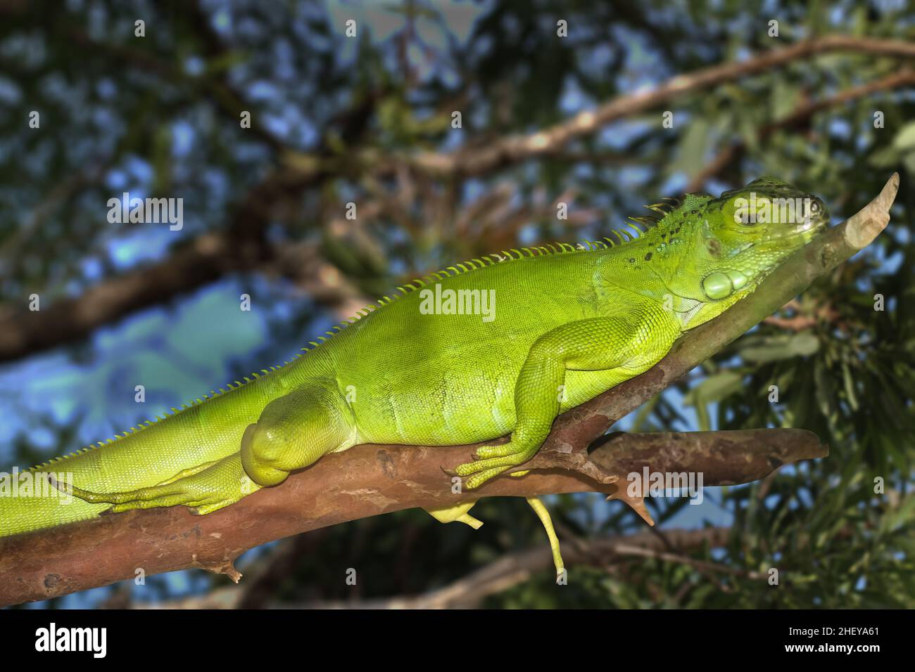 Iguana on the tree branch Stock Photo