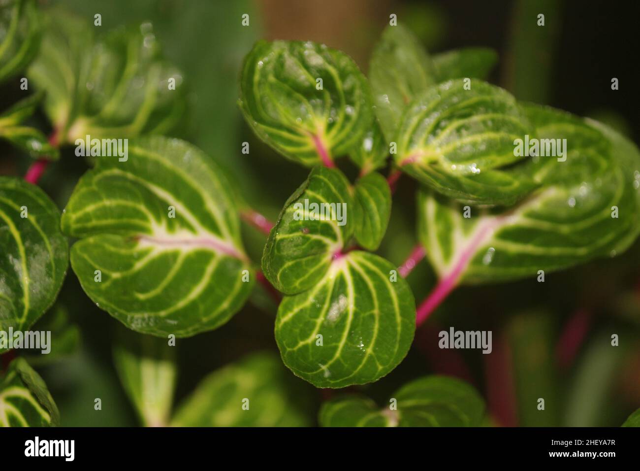 Greenyellow leaves of ornamental plants Stock Photo Alamy