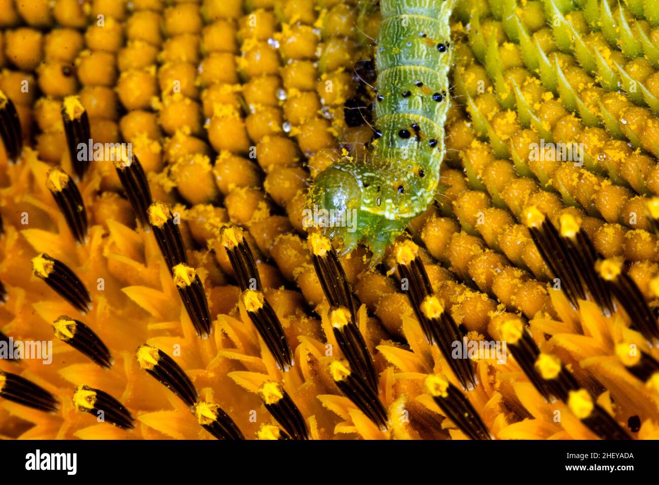 Green caterpillar sunflower hires stock photography and images Alamy