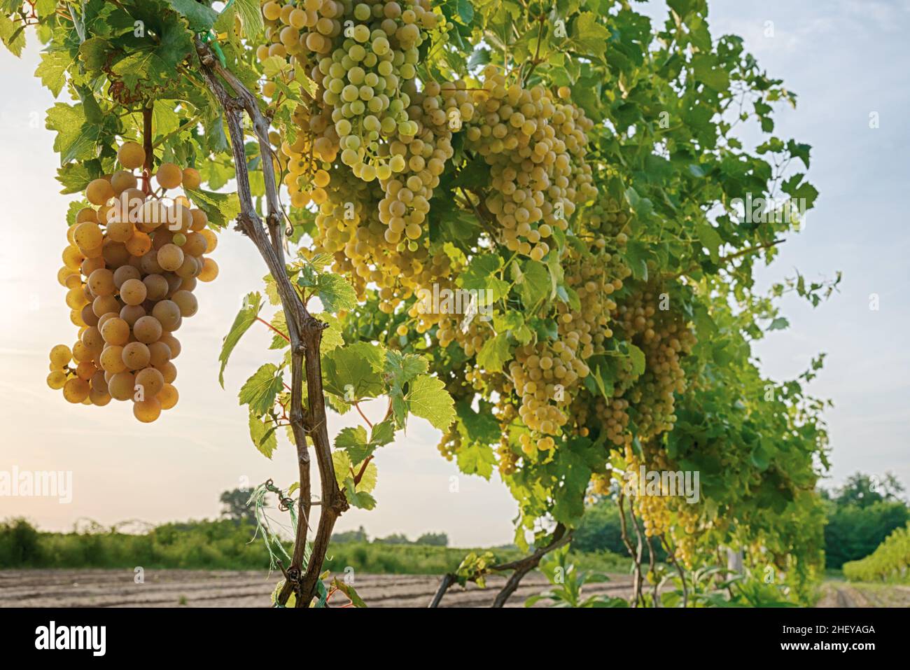 Grapes on the vine Stock Photo Alamy