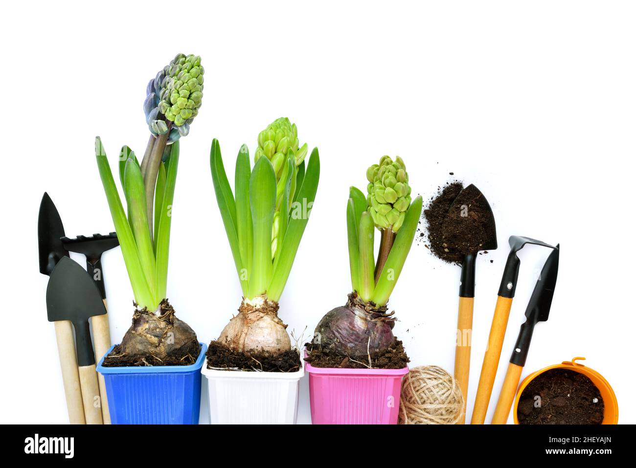 Spring hyacinth flowers and gardening tools on white background. Gardening concept. Top view Stock Photo