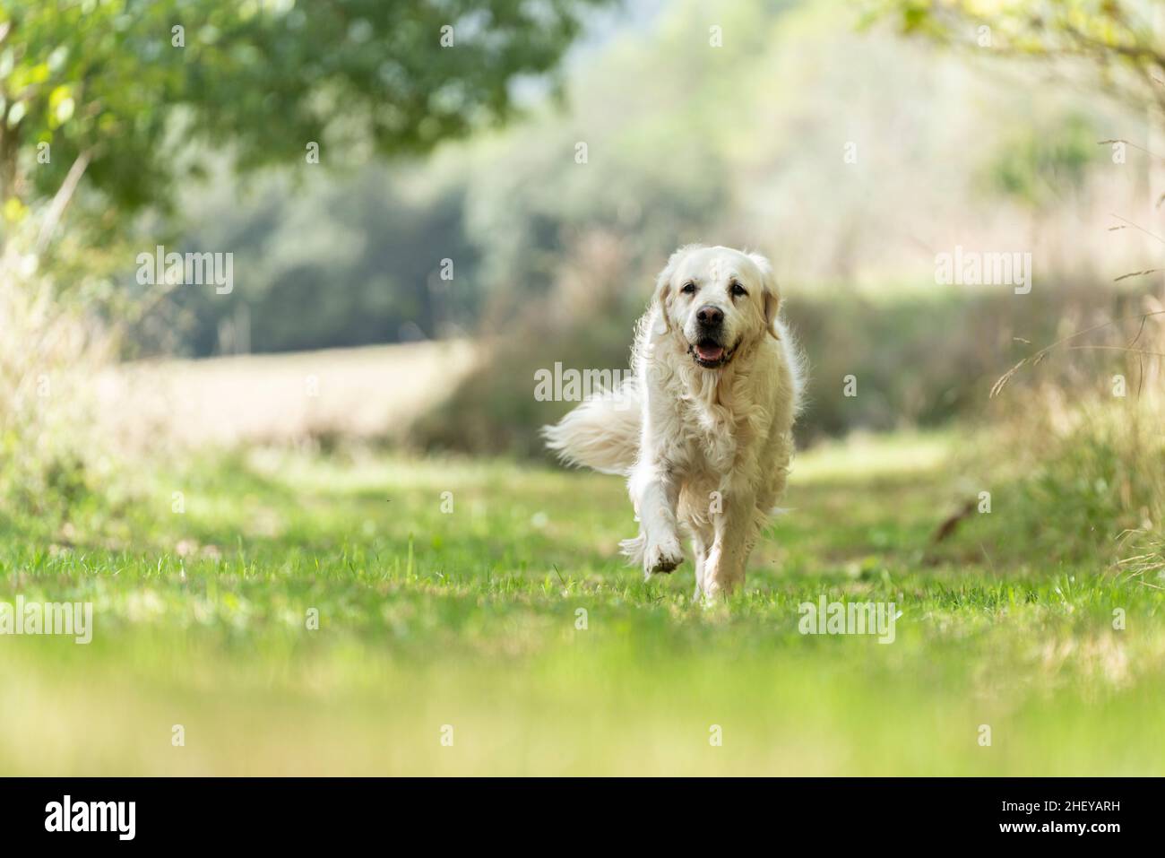 Large white dog running towards the camera down a grassy path Stock Photo