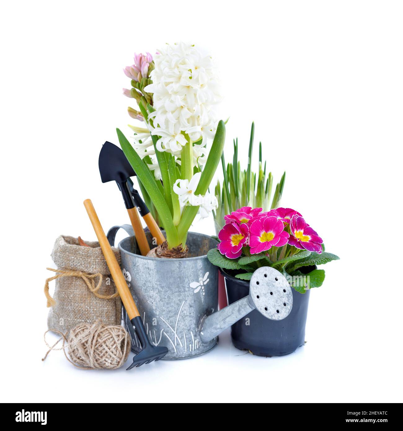 Spring hyacinth and primulas flowers, gardening tools on white background. Gardening concept Stock Photo