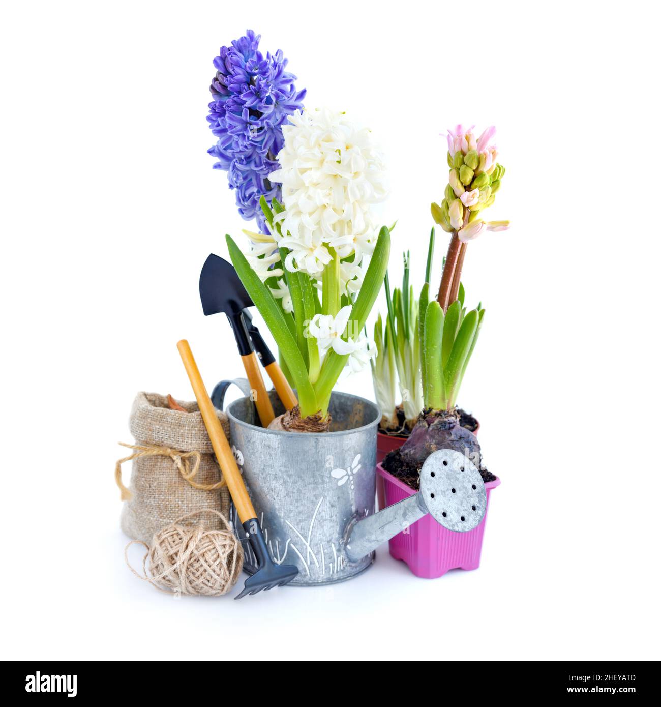 Spring hyacinth flowers and gardening tools on white background. Gardening concept Stock Photo