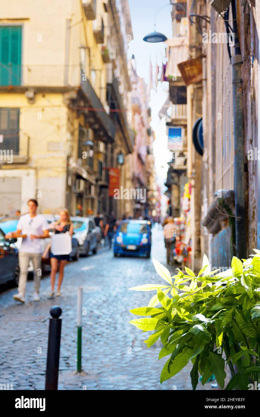 Fresh green plant against blurred sunlit street in old town of Naples Stock Photo