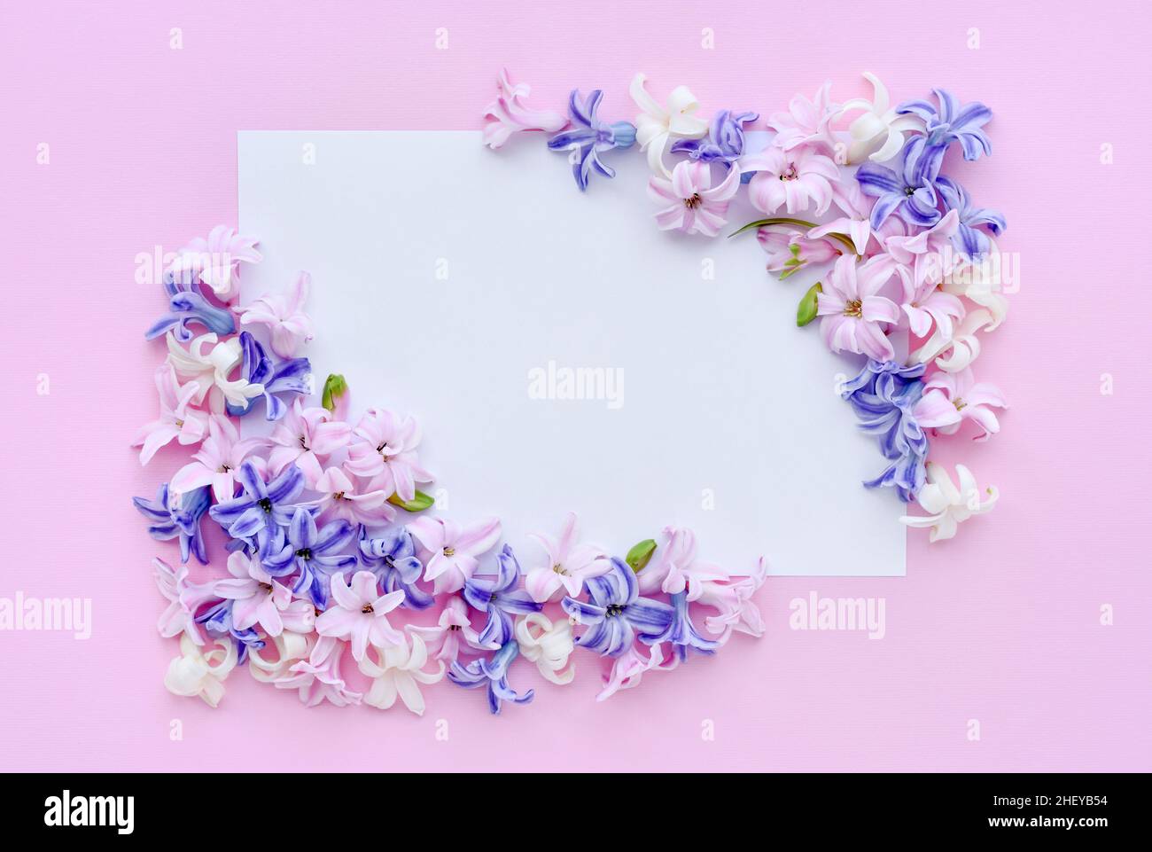 Flowers composition. Frame made of hyacinth flowers on pink background. Flat lay, top view, copy space Stock Photo