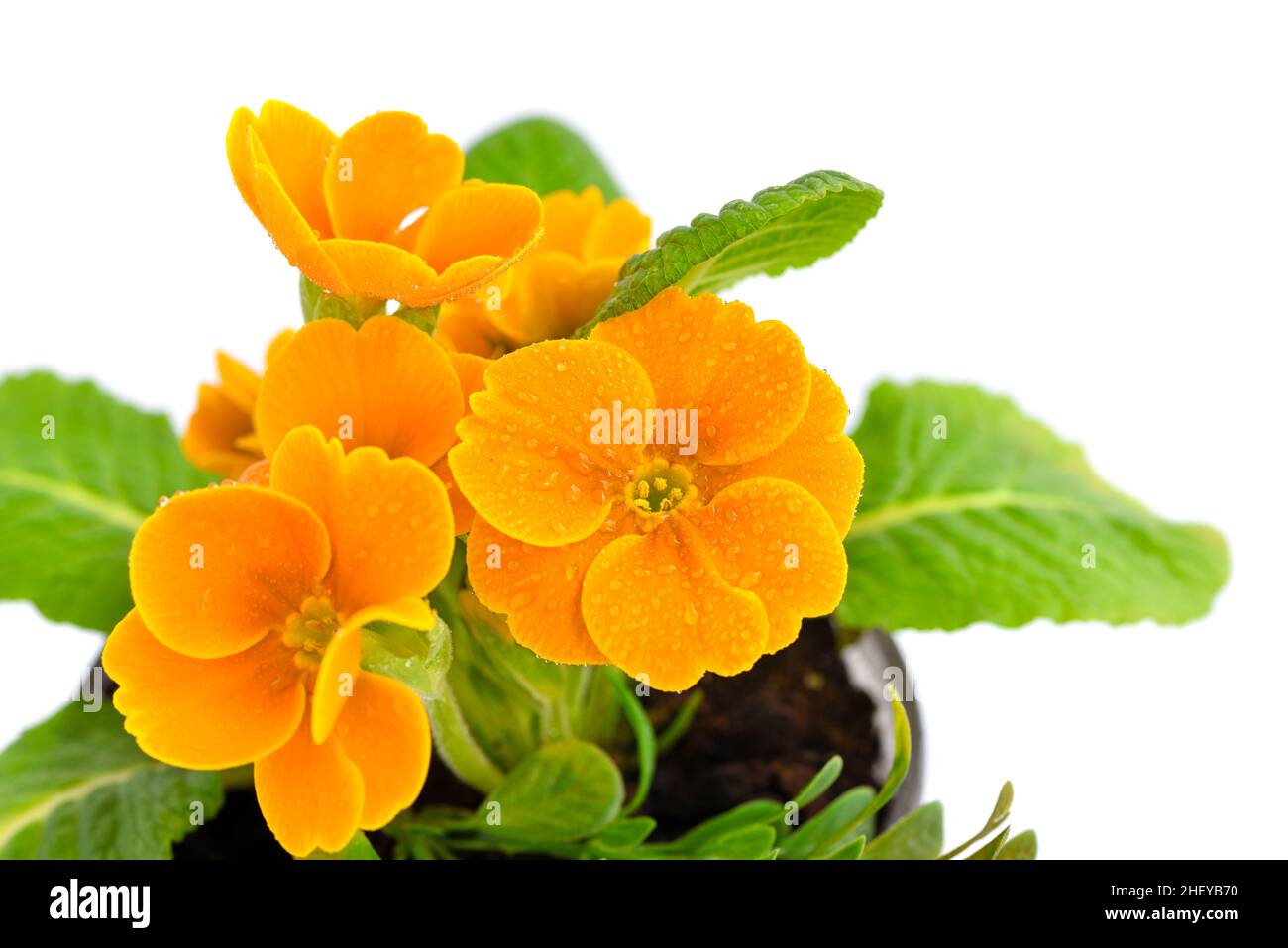 Blossom of primula flowers isolated on white background. Spring floral background Stock Photo