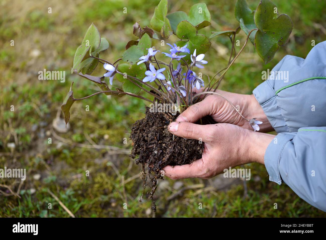 Hepatica nobilis in gardener's hands prepared for planting. Spring garden works concept Stock Photo