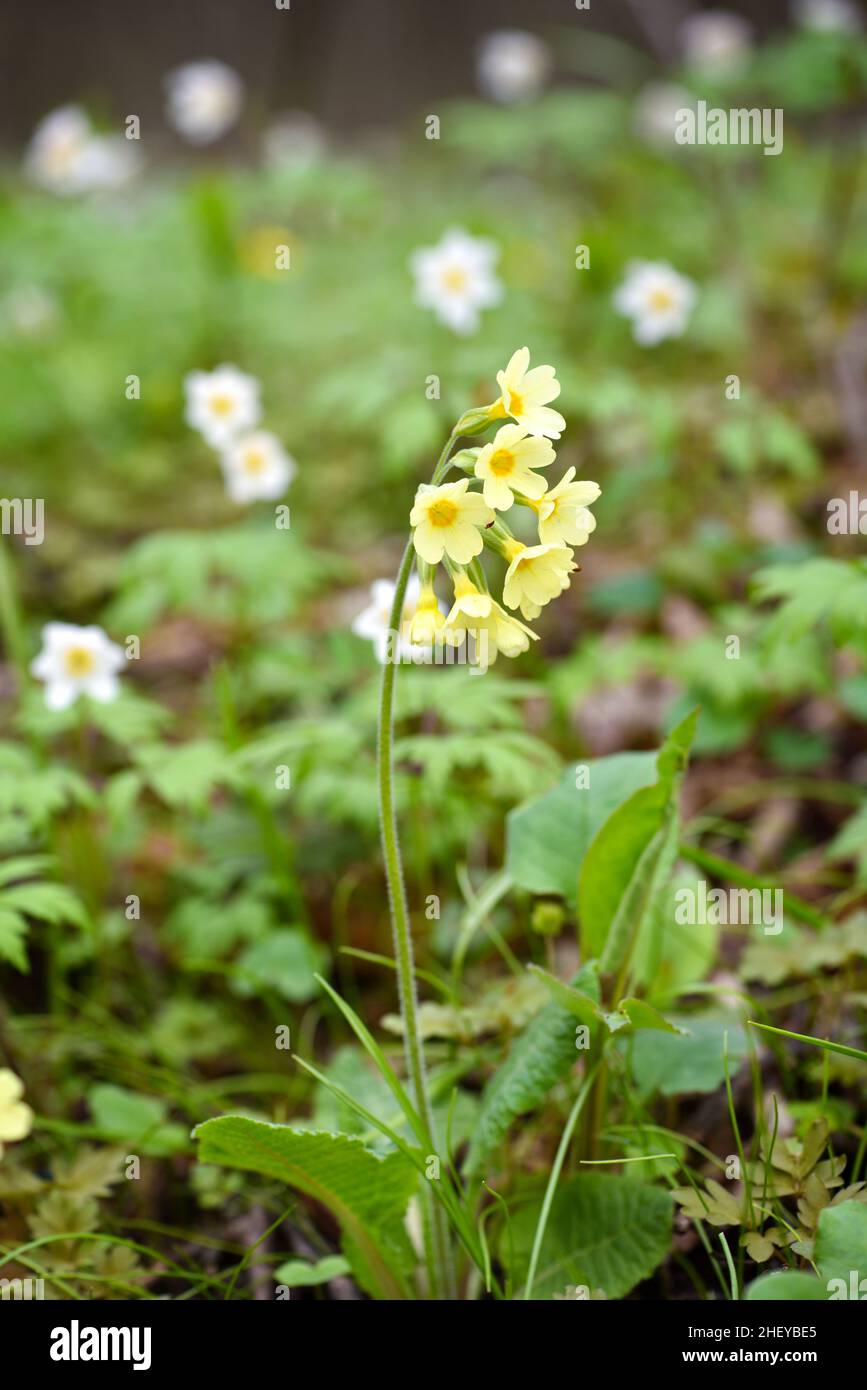 Primula elatior on a spring meadow, selective focus. Primrose in the natural environment. Stock Photo