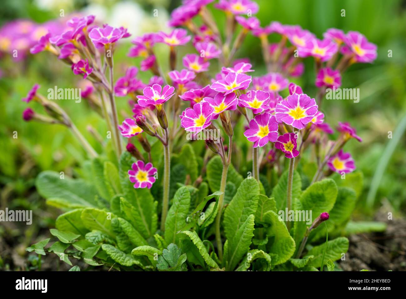 Spring flowers of Primula juliae (Julias Primrose) or purple primrose in the spring garden. Stock Photo