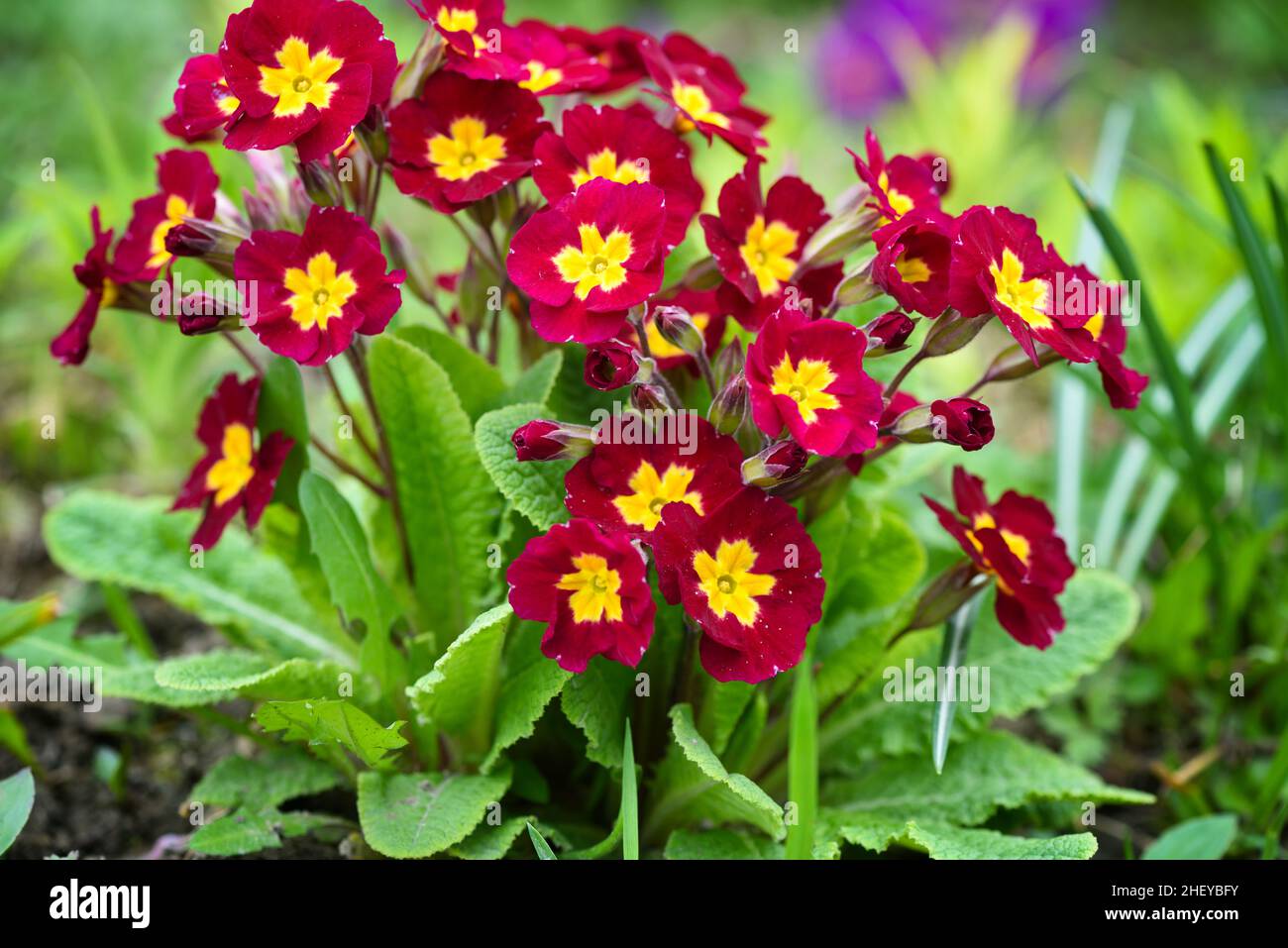 Flowers of Primula vulgaris red or red primrose in the spring garden. Stock Photo