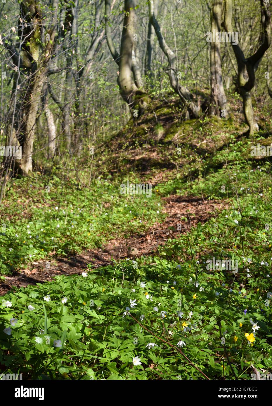 Bright sunlight in forest hi-res stock photography and images - Alamy