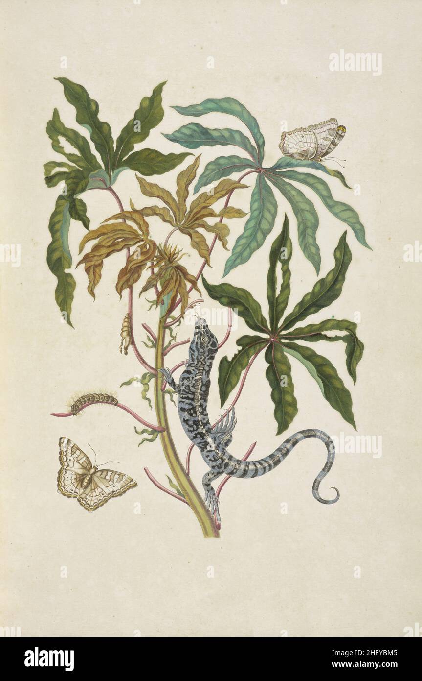 Branch of a cassava  with black tegu or lizard  and white peacock butterfly,  Maria Sibylla Merian, 1647-1717 Stock Photo