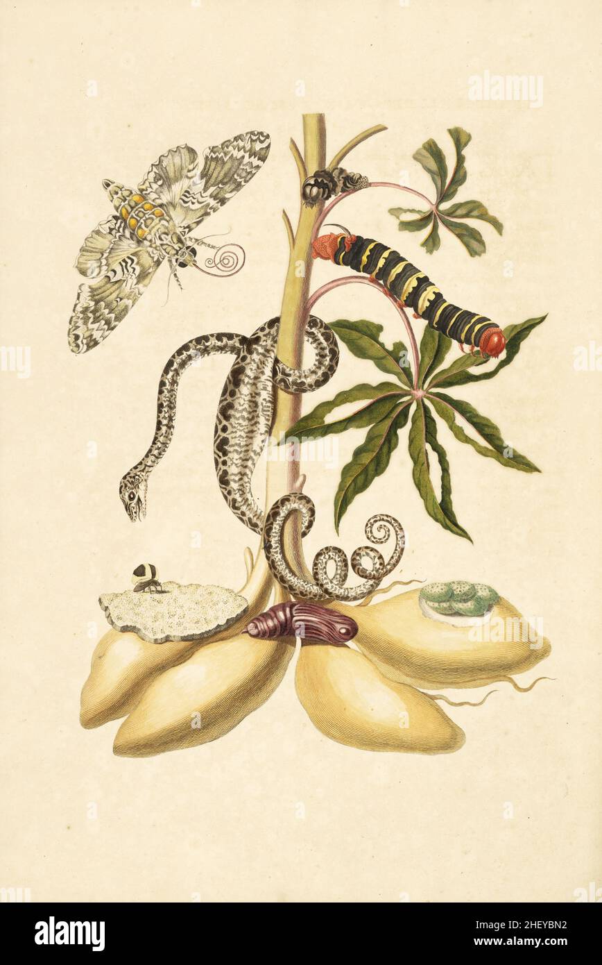 Branch of a cassava with rustic sphinx , larva and pupa of tetrio sphinx  and garden tree-boa  , Maria Sibylla Merian, 1647-1717 Stock Photo