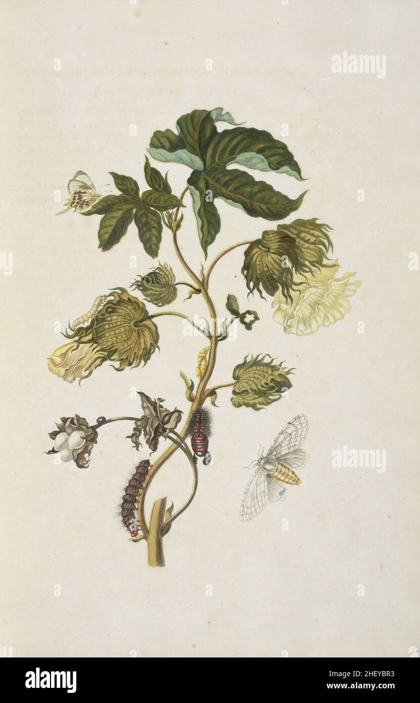 Branch of a cotton tree in flower , with butterfly , and metamorphosis of moth of Hypercompe species , Maria Sibylla Merian, 1647-1717 Stock Photo