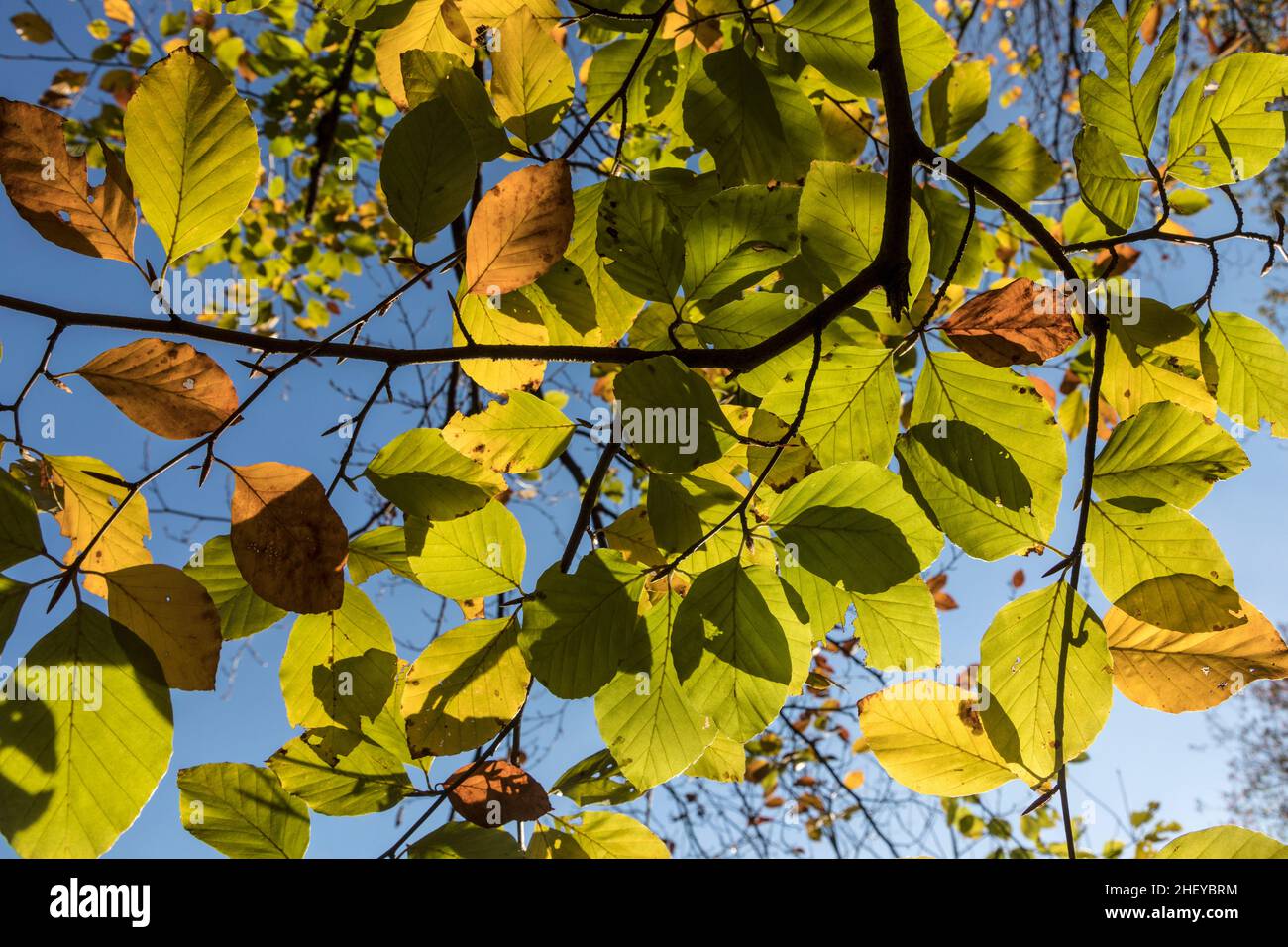 Beech Tree India Indian beech tree hi-res stock photography and images - Alamy