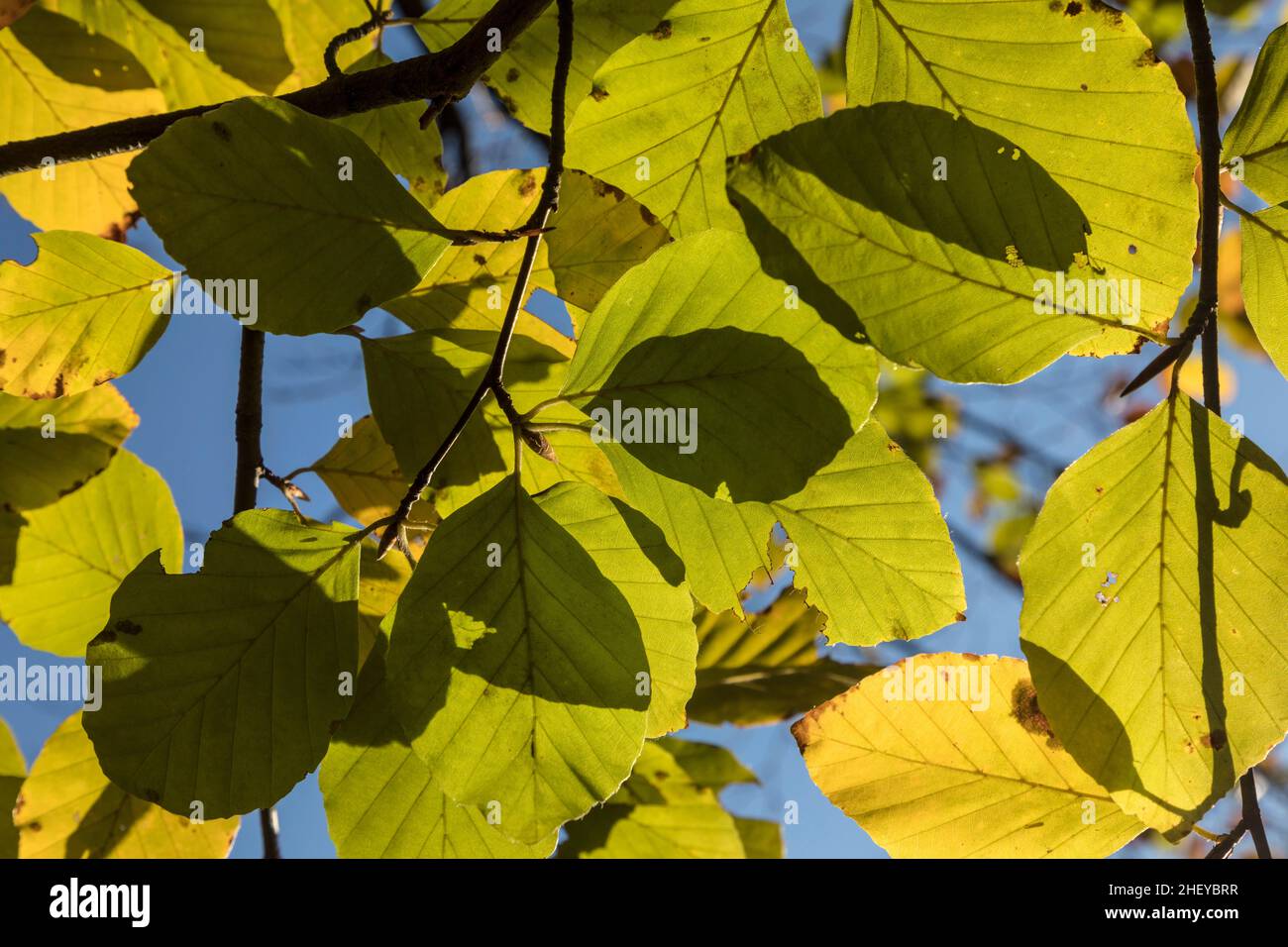 Beech Tree India Indian summer tree hi-res stock photography and images - Alamy