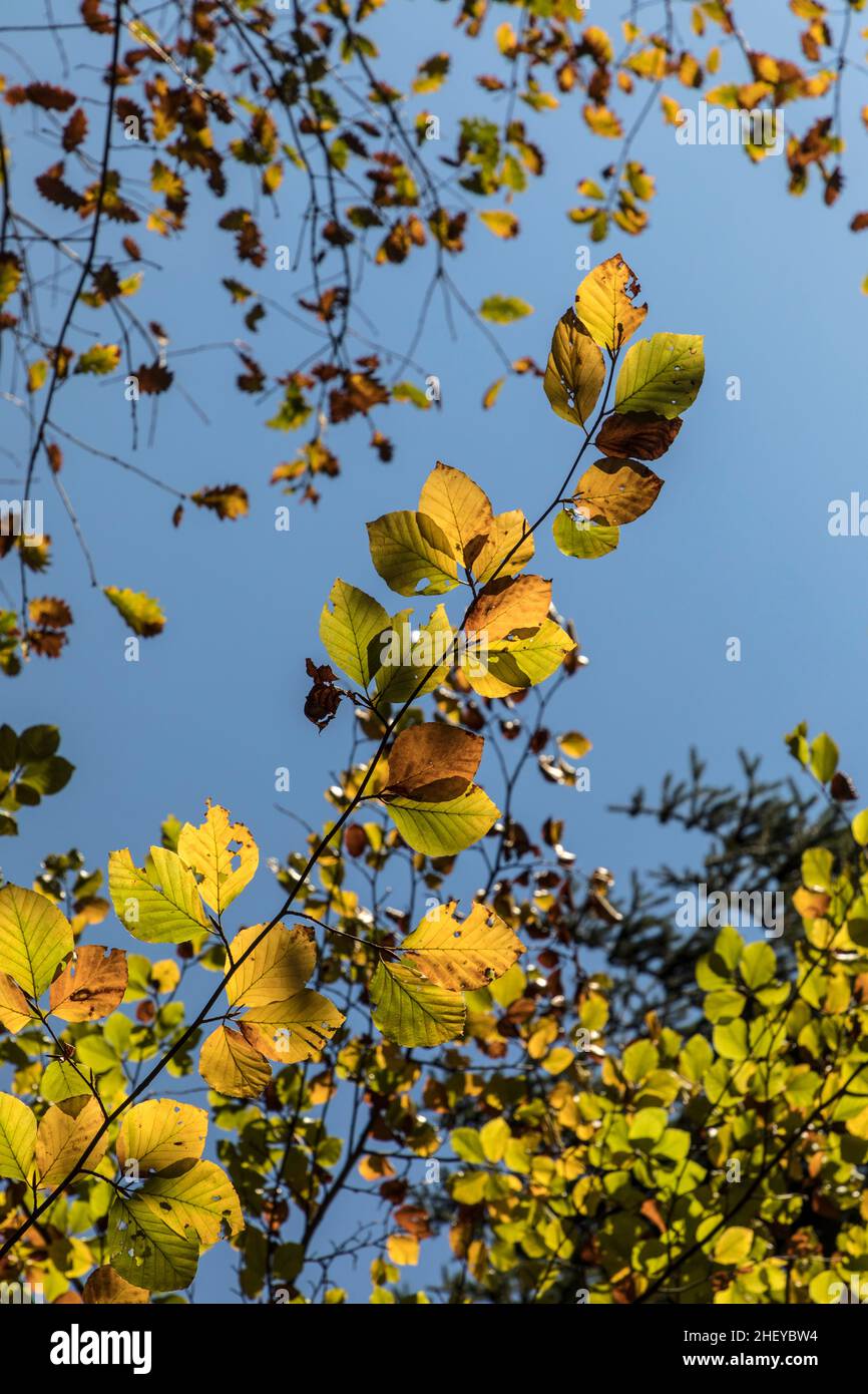 Beech Tree India Indian beech tree hi-res stock photography and images - Alamy