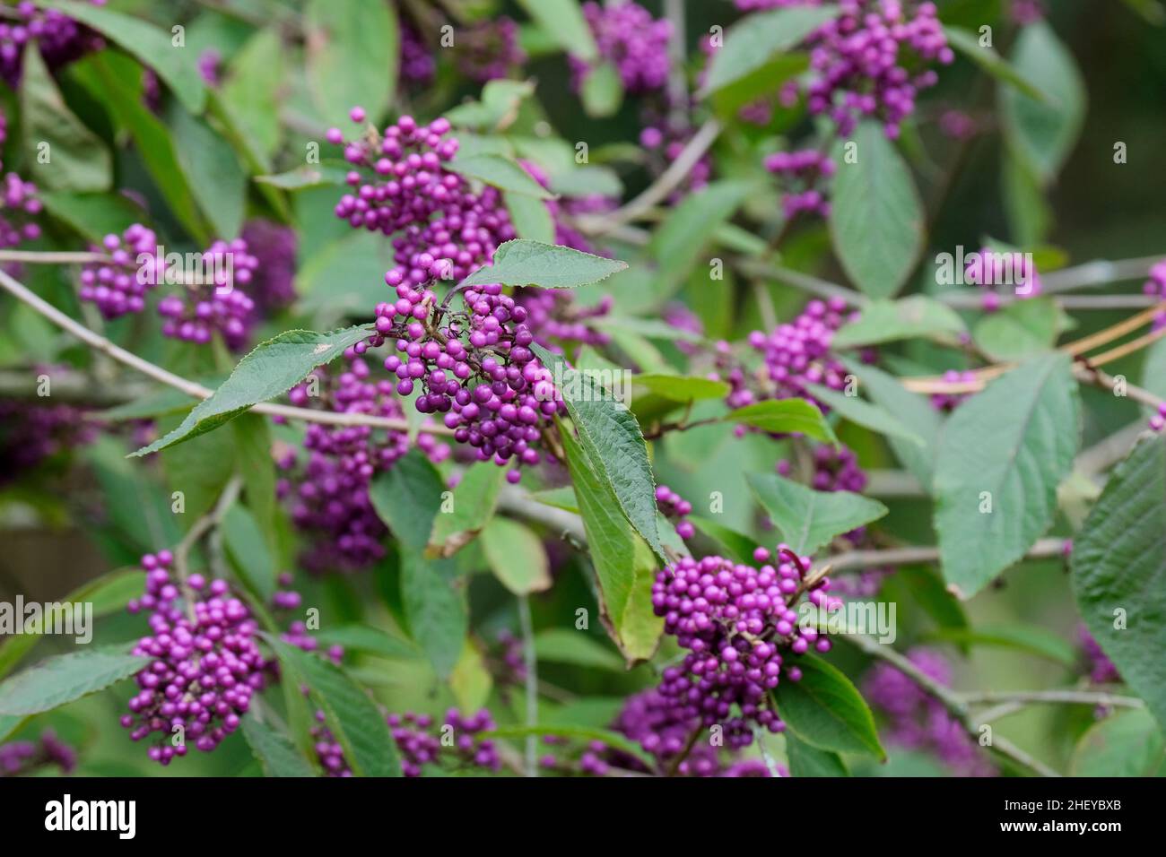 Callicarpa bodinieri var. giraldii 'Profusion', beautyberry 'Profusion'. Purple berries in early Autumn Stock Photo