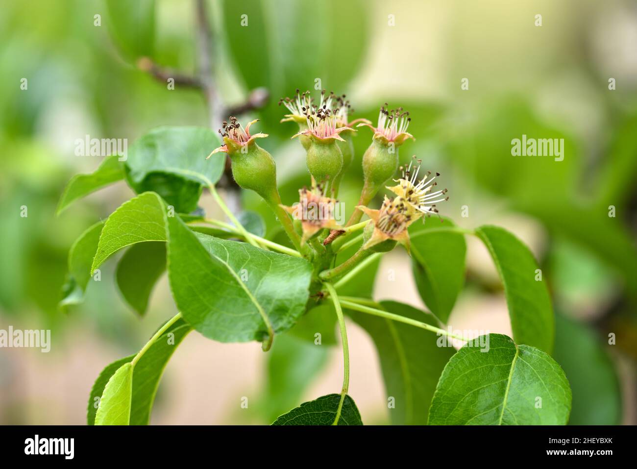 Small ovaries of pear on a tree branch in spring garden. Selective focus Stock Photo