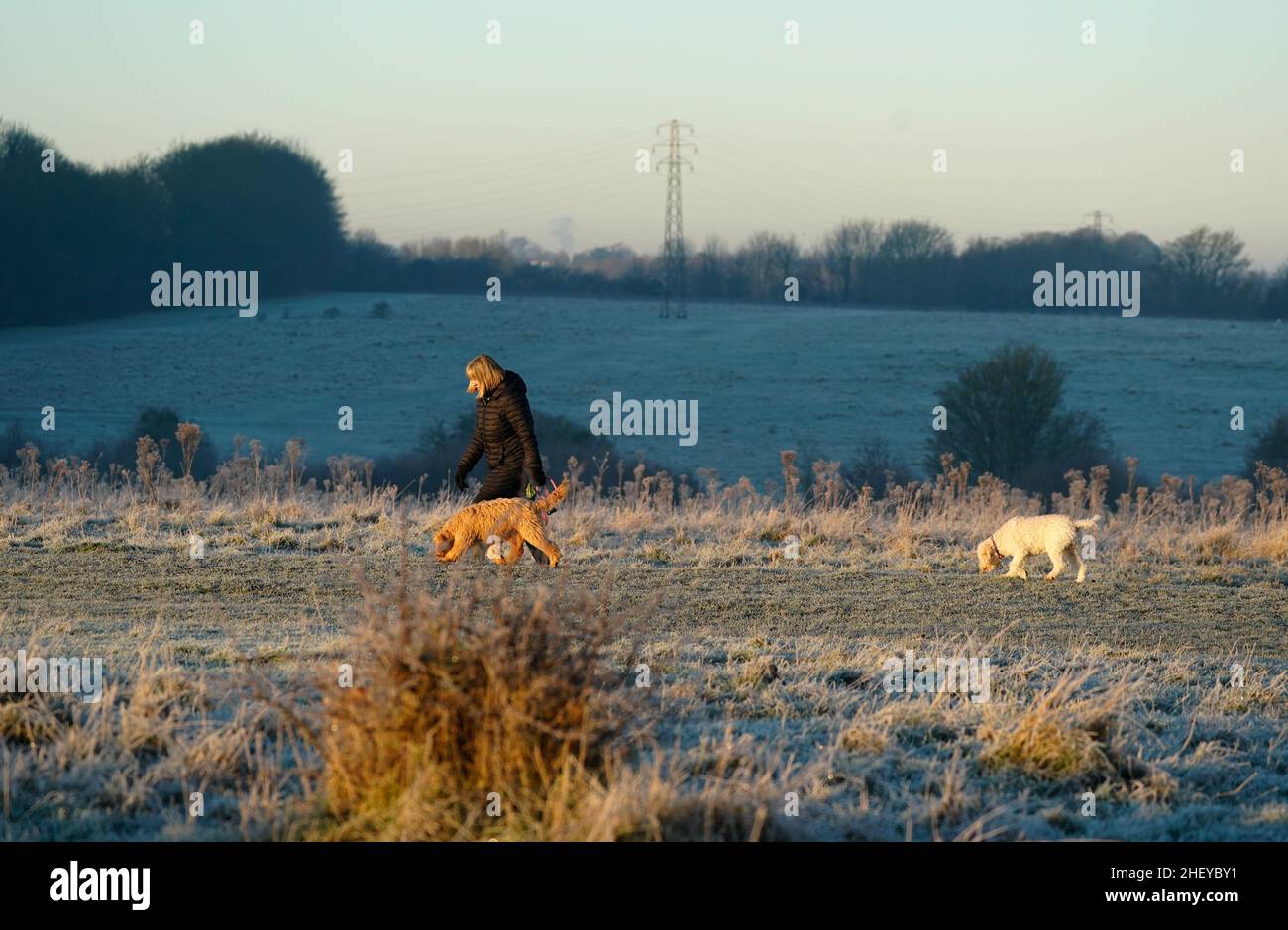 A person walks their dogs across Basingstoke Common in Basingstoke ...