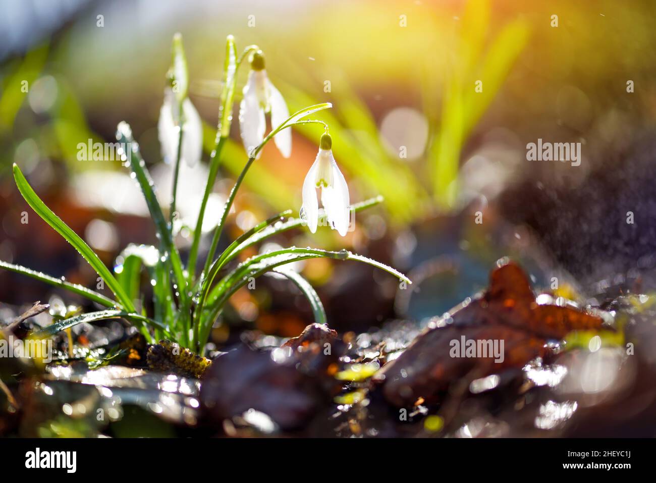 Snowdrops (Galanthus) in the sunlight. Harbingers of warming symbolize the arrival of spring. Stock Photo