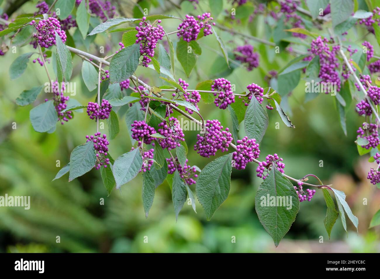 Callicarpa bodinieri var. giraldii 'Profusion', beautyberry 'Profusion'. Purple berries in early Autumn Stock Photo