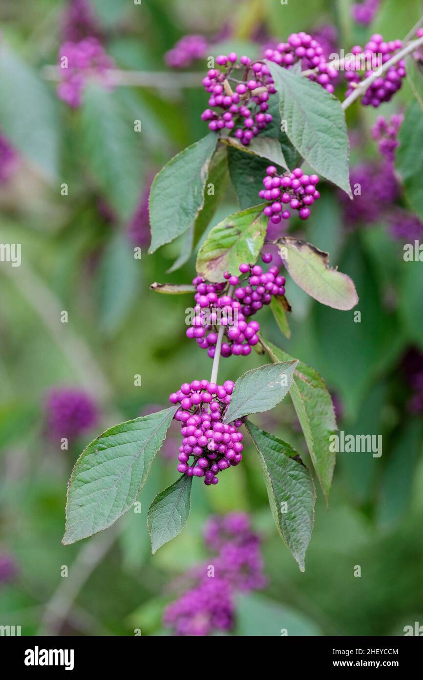 Callicarpa bodinieri var. giraldii 'Profusion', beautyberry 'Profusion'. Purple berries in early Autumn Stock Photo