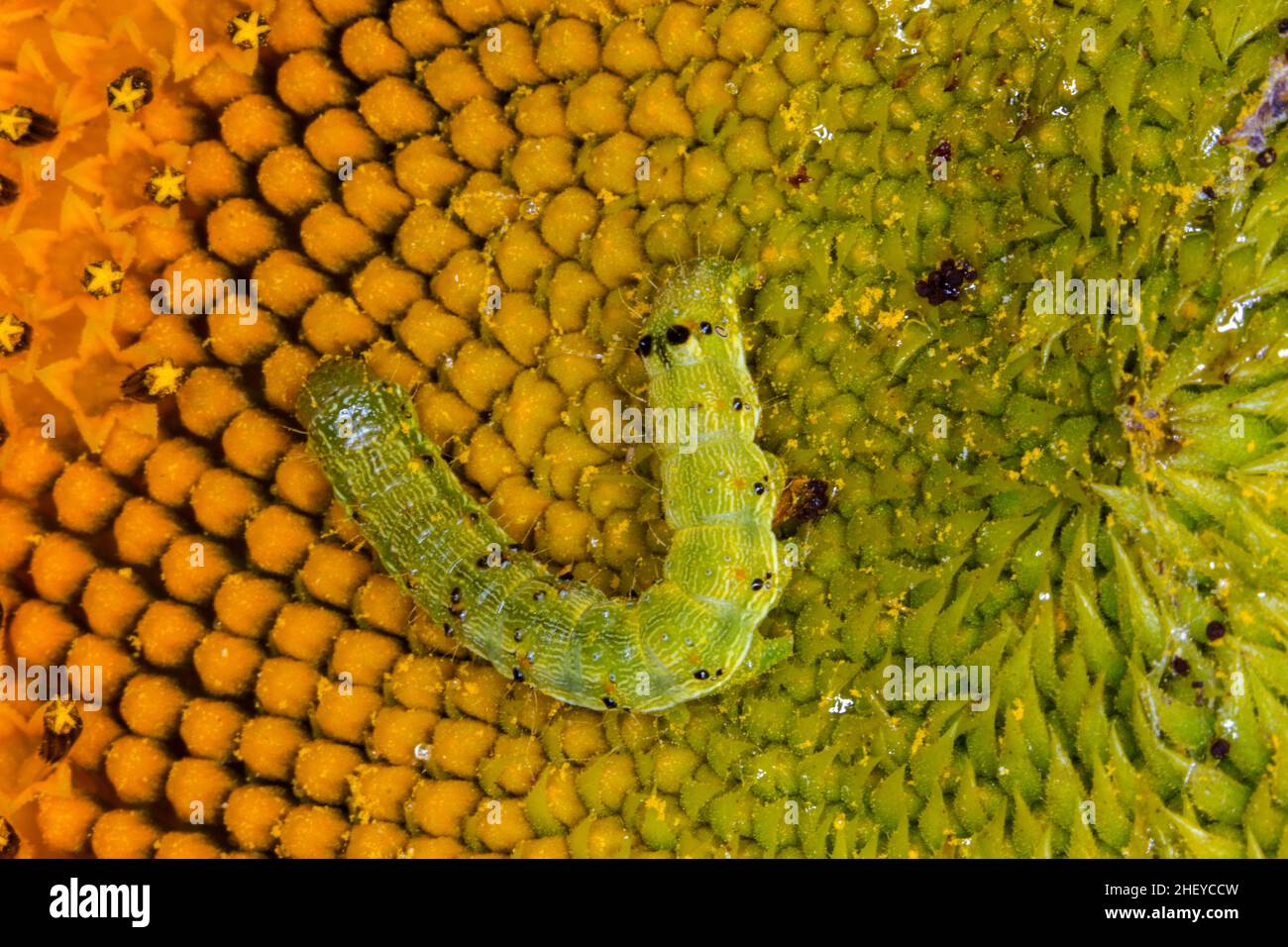 Caterpillar on sunflower hi-res stock photography and images - Alamy