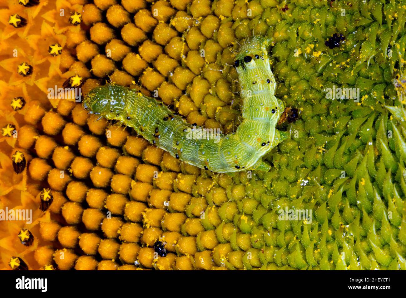 Green caterpillar sunflower hires stock photography and images Alamy