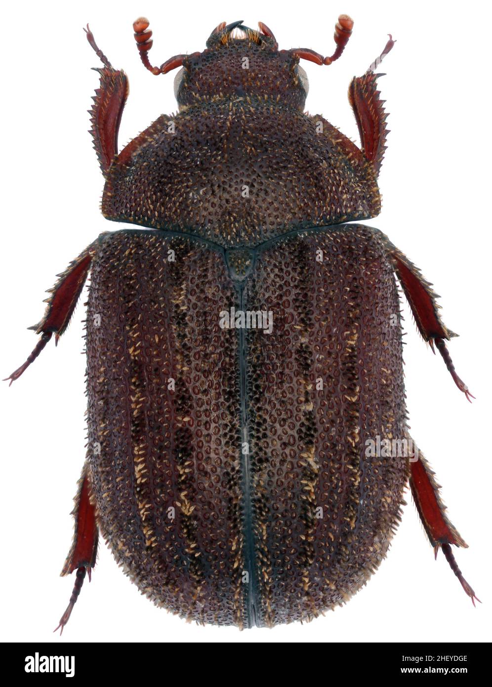 Aesalus scarabaeoides female Stag beatles from family Lucanidae rare European beetle Stock Photo