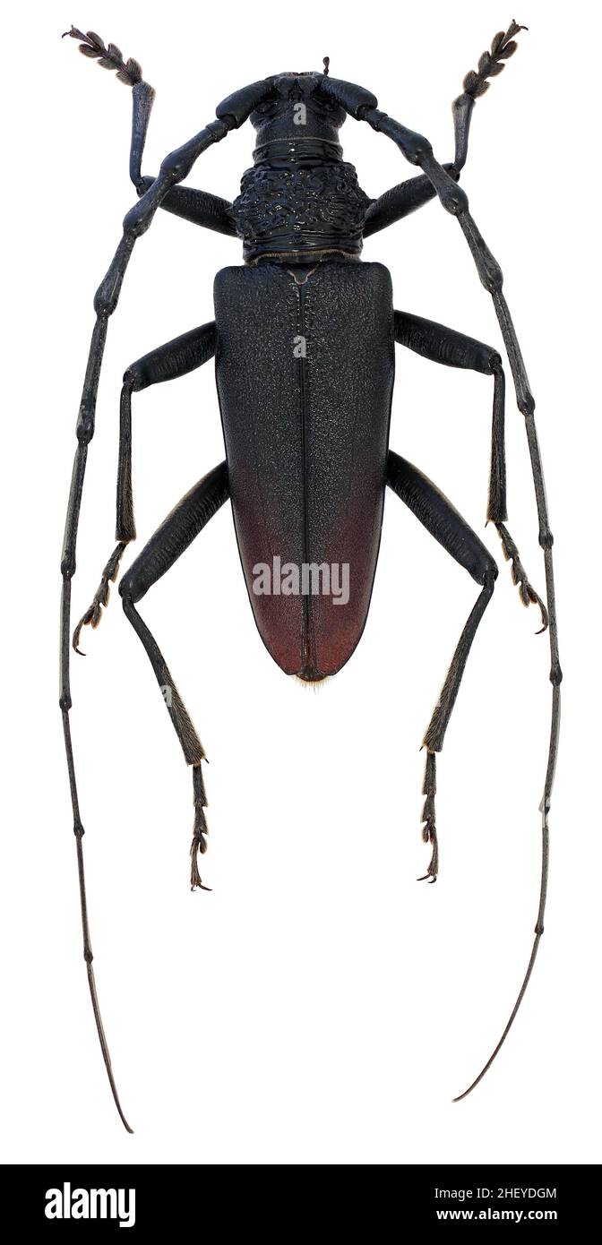 Capricorn Insect Beetle photo for tattoo hi-res stock photography and images - Alamy