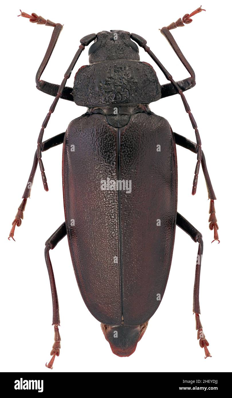 Ergates faber longhorn beetle from family Cerambycidae rare European beetle female Stock Photo