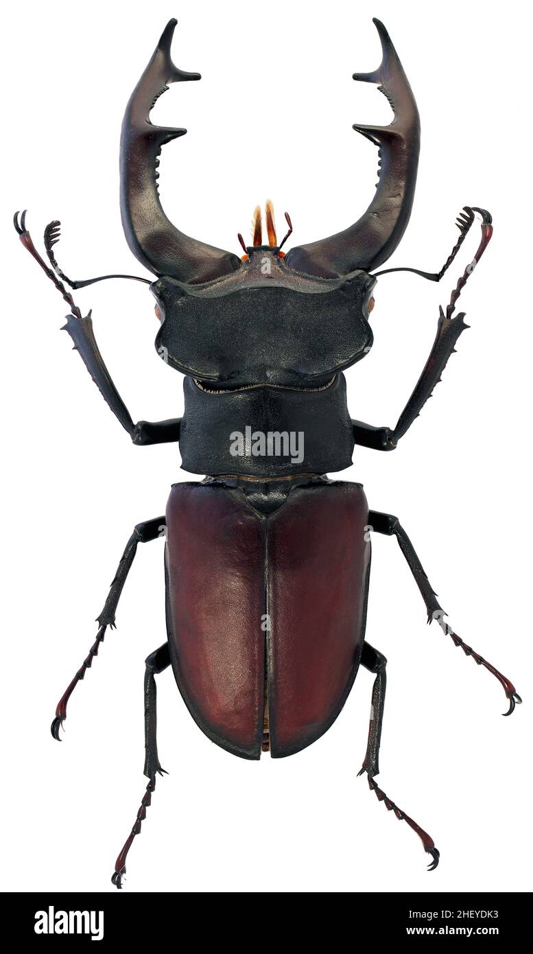 Stag beetle Lucanus cervus family Lucanidae male with big antlers Stock Photo