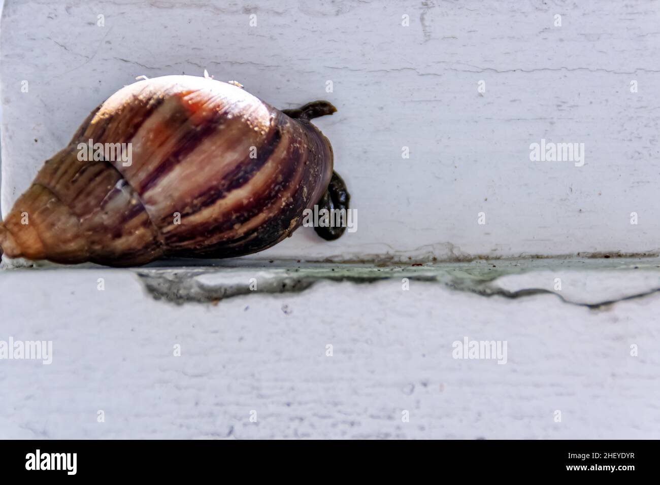 brown snail stick on the white wall background Stock Photo