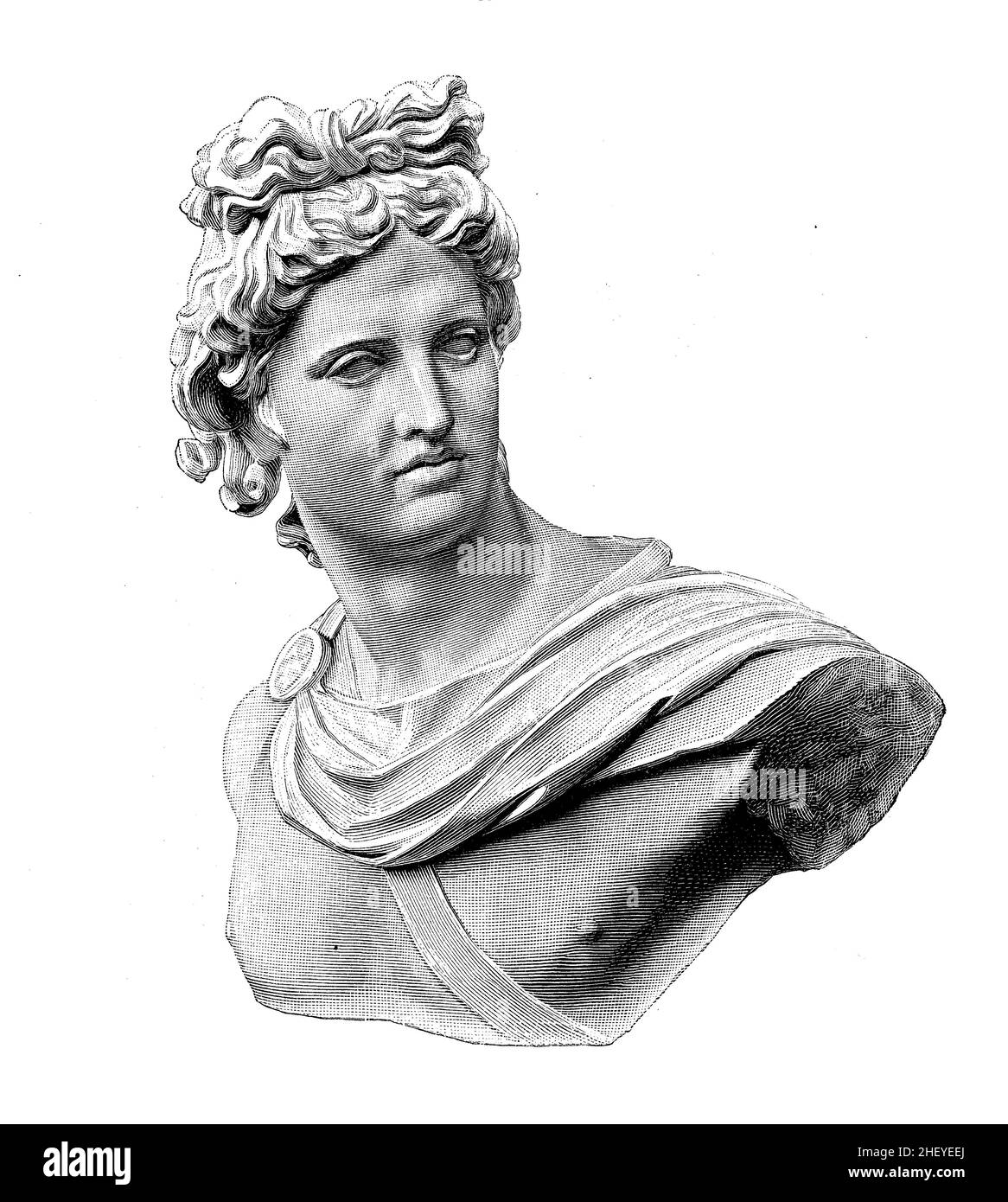 Bust and marble head of the Apollo Belvedere celebrated sculpture from