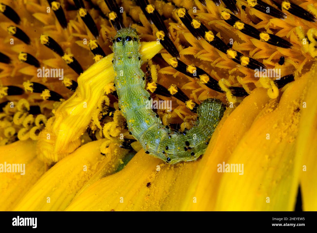 Green caterpillar sunflower hires stock photography and images Alamy