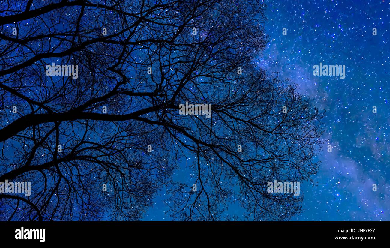 Silhouette of bare tree branches on starry night sky background with Milky Way. Glittering twinkling stars light through black branches - harmony and Stock Photo